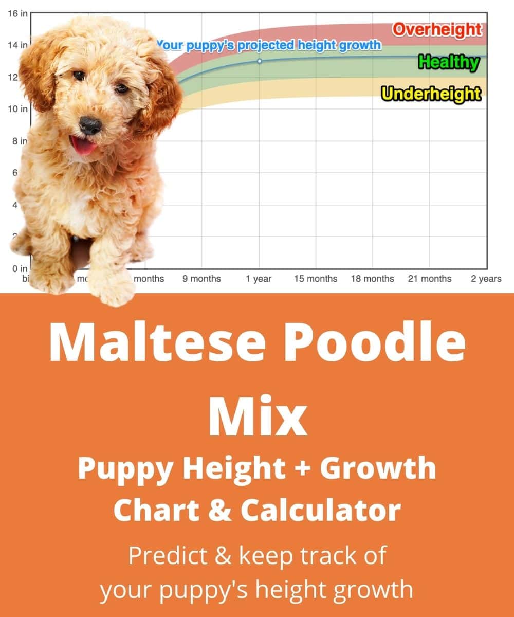 maltipoo Puppy height Growth Chart